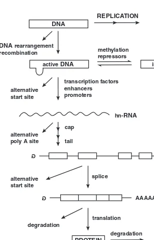 Figure 5-7REGULATION OF INFORMATION FLOW from DNA to RNA to protein.Every aspect of the process is controlled, and alternatives are available thataffect which information is expressed at what time.