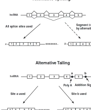 Figure 5-8ALTERNATIVE SPLICING OR ALTERNATIVE USE OF MULTIPLEPOLY(A) SITES can be used to generate an RNA (and protein) that is missinga portion of the information present in the gene