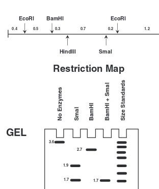 Figure 6-1A RESTRICTION MAP is used to identify and locate specific restriction siteson a given piece of DNA