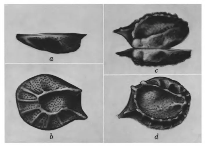 FIGURE 13.—Sarsiella capsula, immature $ (specimen I, sta. B59), left valve, length 1.08 mm: