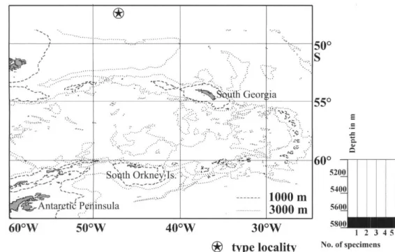 saWa Lus, 1978 (type species), and Lus, 1989: figs. 5  (1-2) for C ffwrupf Lus, 1989], and speculated that  these genera may prove to be synonyms