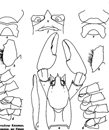 FIGURE 2.—Austropotamobius torren tins danubicus Karaman, 1962, from Bucharest, Rumania