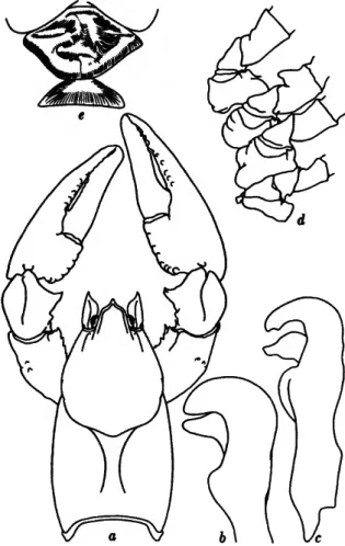 FIGURE 5.—Cambarus (C.) bartonii bartonii (Fabricius, 1798) from 8.6 miles south of Waynesboro, Augusta County,  Vir-ginia, U.S.A