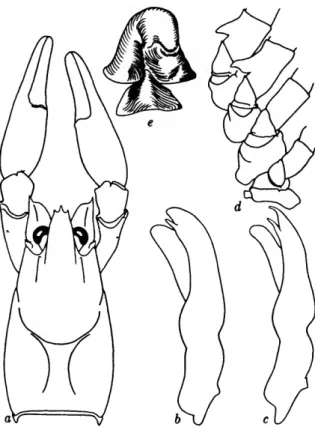 FIGURE 12.— Carnbarellus montezumae (Saussure, 1858) from near Pachuca, Hidalgo, Mexico