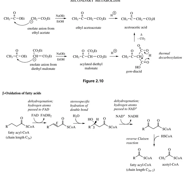 Figure 2.11 By analogy, the chemical Claisen condensation