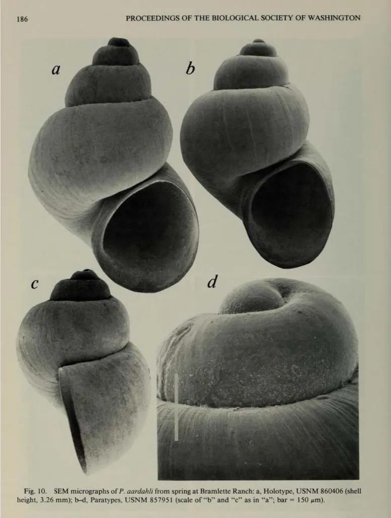 Fig.  10.  SEM  micrographs of P. aardahll from  spring  1\  Bramlette Ranch: a.  Hololypc
