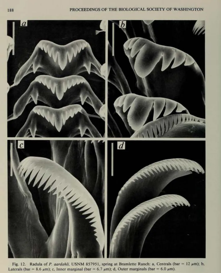 Fig.  12.  Radula  of P  aardahli.  USNM  85195 I,  spring at  Bramleuc  Ranch.:  a.  Ccn1rals (bar  - 11  I'm):  b,  Laterals (bar  - 8.6 I'm):  c