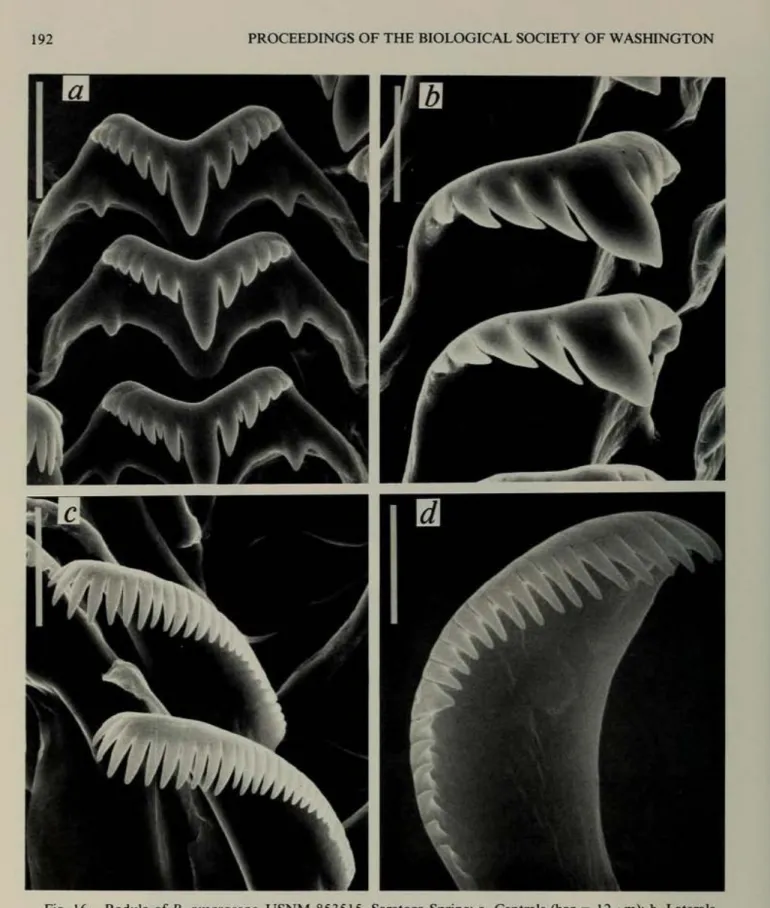 Fig.  16.  Radula  of  P.  amargOSQi',  USNM  853515,  Sar.uoga  Spring:  a, Centrals  (bar  - 12J'm); b,  LarenoJs  (bar - 8.6  ~m):  c