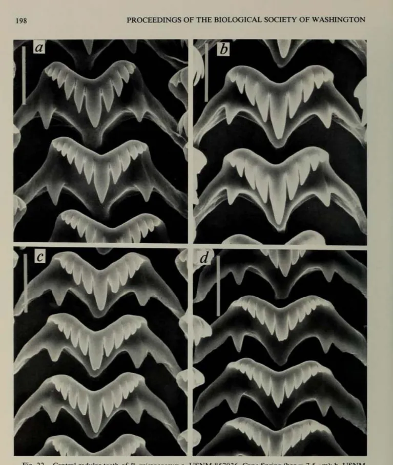 Fig.  22.  Central  radular teeth  or  P.  mic"xoccus: a,  USNM  857936. Cane  Spring (bar - 1.5  I'm): b