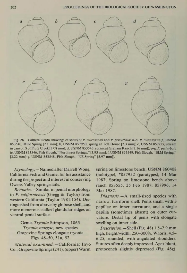 Fig.  26.  Camera luciaa (Iraw;ngs Of shells or  1'.  Ol<WI5<'I'IS/S  and  1'.  pt>nurbala:  a-d