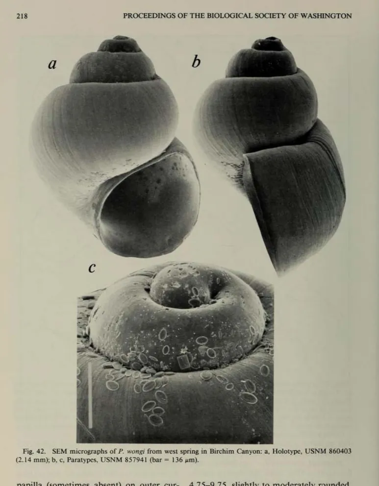 Fig.  42.  SEM  micrograph.  of  P.  wong;  from  weSI  Sprilli  in  Birchim  Canyon:  a
