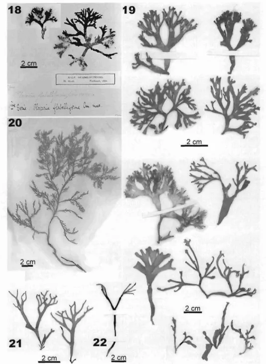 Figs 18-22. Gracilaria flabelliformis subsp . jlab elliformis. 18: Lectotype specimens (BM!).