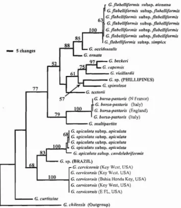 Fig. 1. On e of 64 most parsim oni ous trees. Maximum parsim on y ph ylog ra m of the m ost der ived c lade of the ge nus Gracilaria sensu stricto based on a rbcs: DNA sequence ana lysis