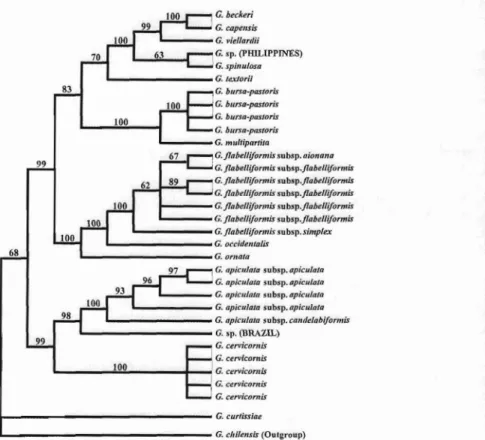 Fig. 2. Bayesia n consensus tree (= 50 % majori ty-rule conse nsus) of the mo st derive d lineage in the genus Gracilaria sensu stricto , Conse nsus composed of 99341 + I trees saved after the Metropolis-Coup led Markov Chain Monte Ca rlo ru n reached st a