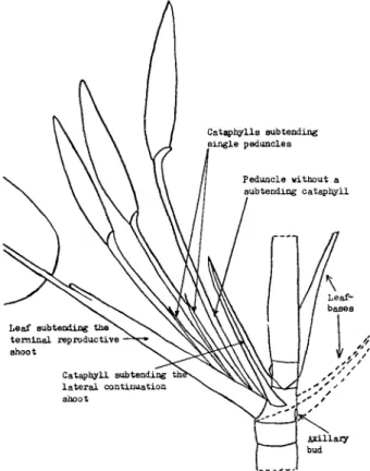 FIGURE  1.--Stylized  lateral  view  of  a  flowering  stem  of  Aglaonema cornmutaturn Schott