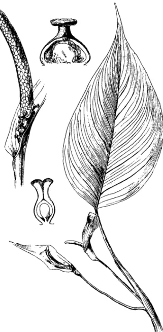 FIGURE  10.-Reproduction  of  the  type  (no longer  extant)  of  Aglaonema  modestum  Engler