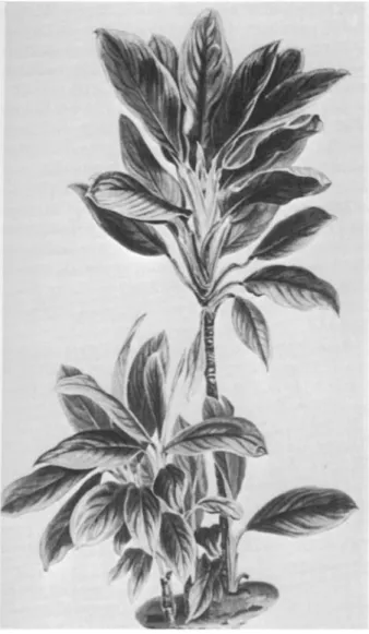 FIGURE  13.-Painting  of  Aglaonema  nitidum  (Jack)  Kunth,  neotype  of  Aglaonema  oblongifolium  Schott  and  o f   Aglao-  nema  integrifolium  (Link)  Schott:  Schott, Aroideae  Nr