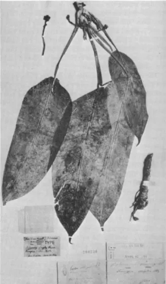 FIGURE  14.-Lectotype  of  Aglaonema  simplex  Blume  :  KuhE  and  van Hasselt  12 ( L )   