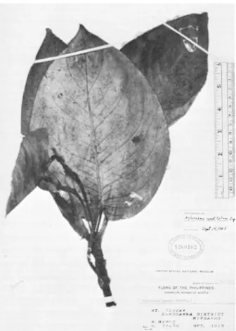 FIGURE  15.-Specimen  of  Aglaonema  cordifolium  Engler: 