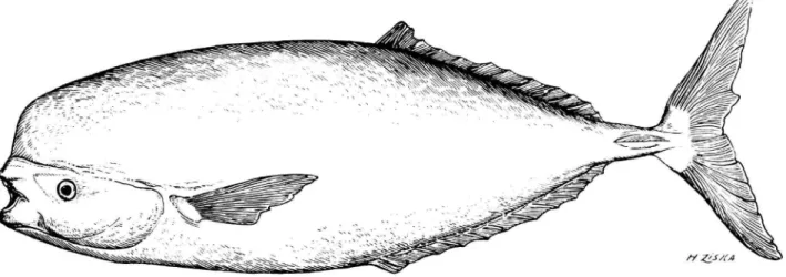 FIGURE 1.—Luvarus imperial is. Model based on cast made from 2001b specimen caught at Cayo Costa, Florida.