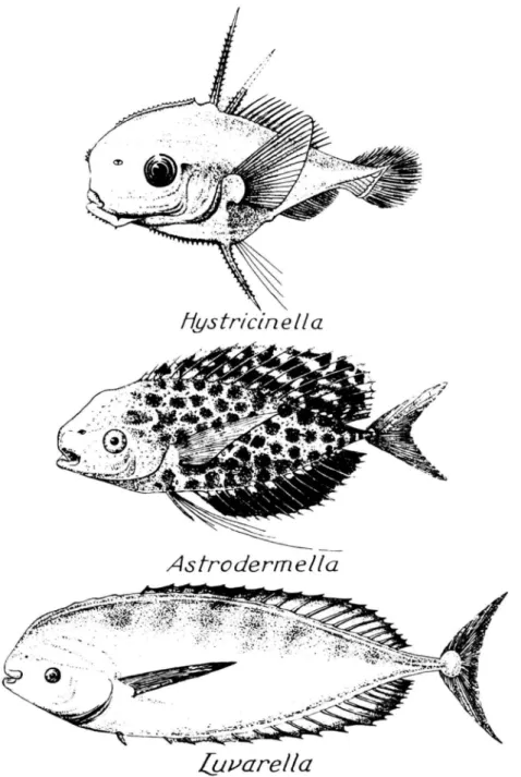 FIGURE 2.—Larval stages of Luvarus. (From Gregory and Conrad, 1943, fig. 37, based on Roule, 1924.)