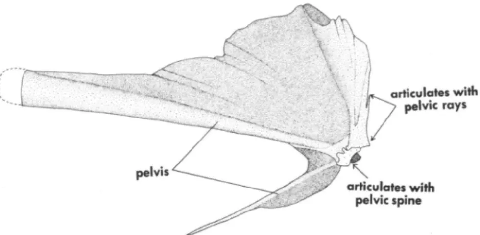 FIGURE 12.—Luvarus imperialis, USNM 228612,79.2 mm SL, lateral view of pelvis.