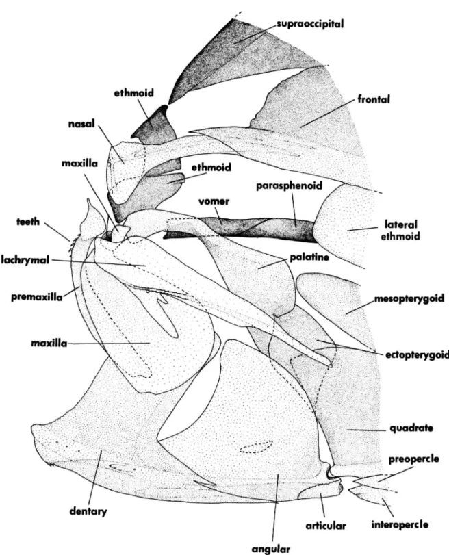 FIGURE 16.—Luvarus imperial is, SIO 79-281,301 mm SL, lateral view of anterior end of skull, with dashed lines showing course of bones otherwise obscured from lateral view by overlying elements (dashes approximately from above to below being for ethmoid be