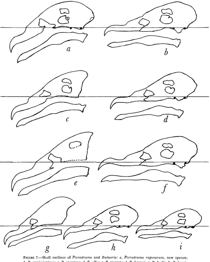 FIGURE 7.—Skull outlines of Pterodroma and Bulweria: a, Pterodroma rupinarum, new species; 