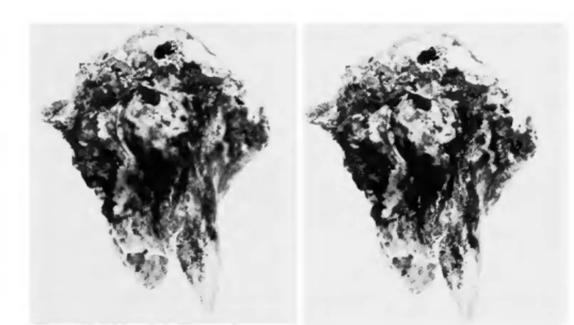 FIGURE 8.—Stereophotographs of the proximal end of a right humerus of Larus sp. 