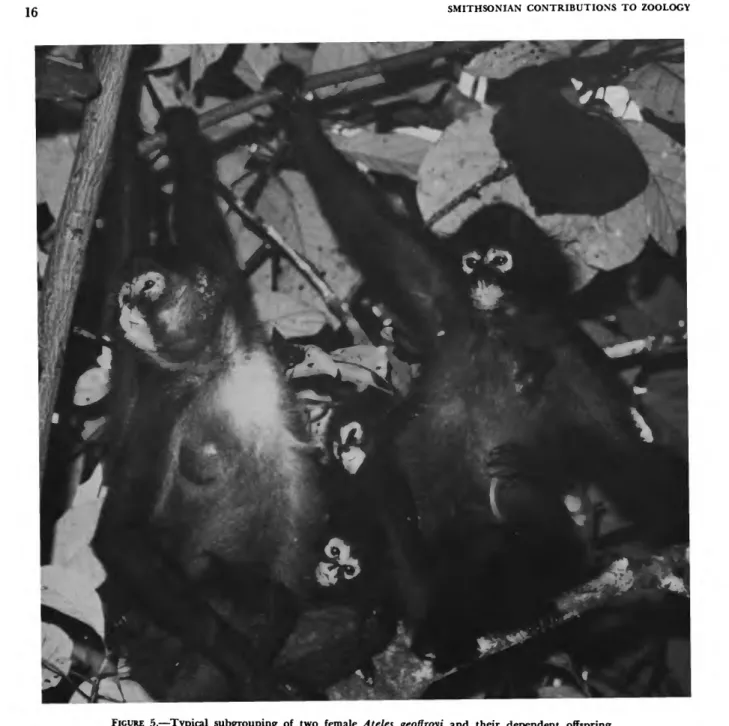 FIGURE 5.—Typical subgrouping of two female Ateles geoffroyi and their dependent offspring.