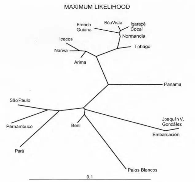 Fig. 6. • Maximum likelihood tree for 16 geographic samples of Leptodactylus fiiscus. 