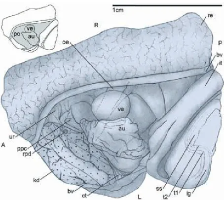 Fig. 9. Dorsal view of the pericardium,  inset with a schematic representation. 