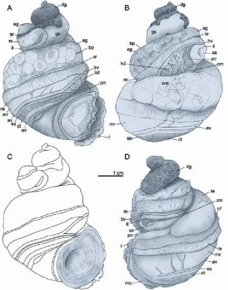 Fig. 4. Body morphology and anatomy. 