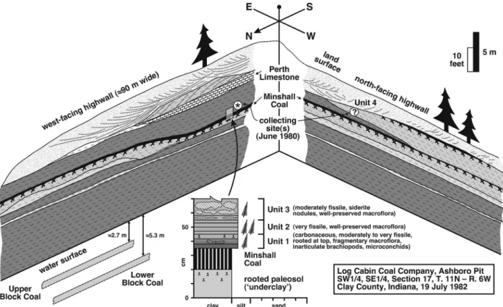Figure 3. Schematic drawing of succession exposed in Ashboro Pit (now inaccessible open-pit mine of Log Cabin Coal Company; SW 1/4, SE 1/4, Section 17, Township 11N, Range 6W), north of Indiana Route 46, Clay County, Indiana, during visits in June 1980 and