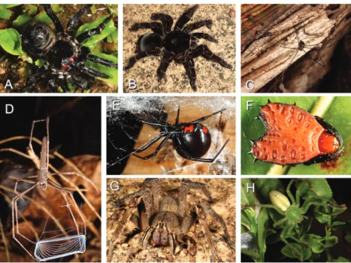 Figure  1.  A  glimpse  into  spider  diversity:  A.  Liphistius  (Liphistiidae  –  Mesothelae);  B