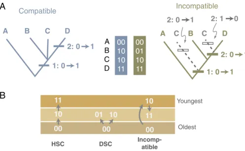 Fig. 1. (A) Character transitions on a phylogeny of compatible (Left) and incompatible (Right) sets of character combinations in four taxa
