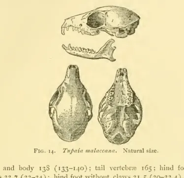 Fig. 14. Tupaia malaccami. Natural size-
