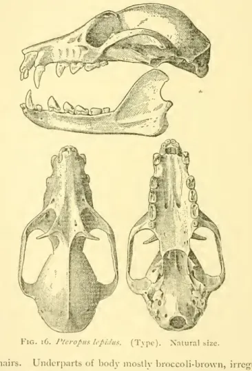 Fig. iC. Ptcropiis lepidus. (Tvpe). Natural size.