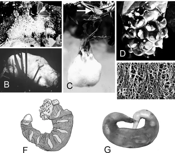 Fig. 3D) either at the time of oviposition or later. One can pour colored water over an open clump and see the water percolating through the interstices