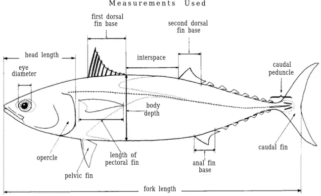Fig. 2     Schematic illustration of a Scombrid (Auxis thazard)