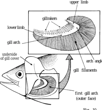 Fig. 10 Gill teeth (or inner gillrakers) - Short,  flat-tened structures on the gill arch located medially from the gillrakers (Fig