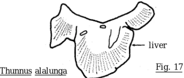 Fig. 16maxilla