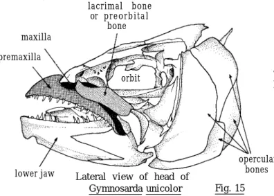 Fig. 18liverThunnus alalunga