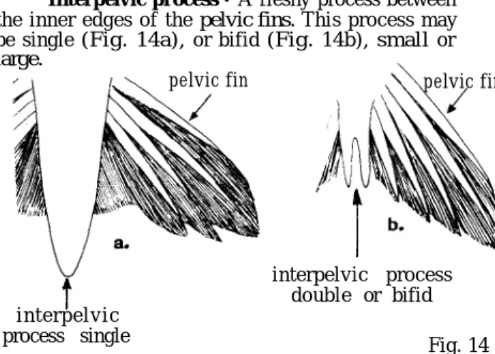 Fig. 17 Maxilla - The supporting bone for the  pre-maxilla, the bone in the upper jaw that bears teeth (Fig