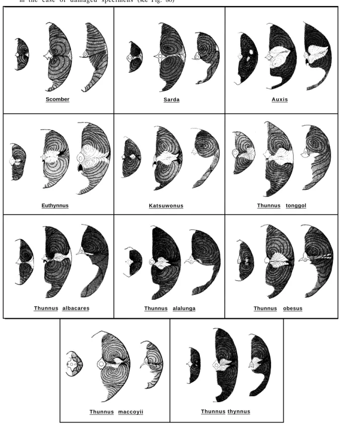 Fig. 80    Distribution of red rnuscle (white areas) and white rnuscle (grey areas) in eleven scombrid species