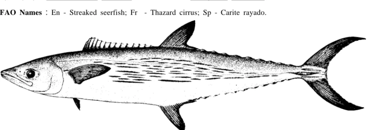 RUSSO, 1979: fig. 11).