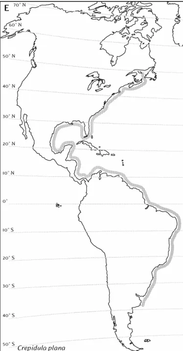 Figure 3.2 cont.  Native latitudinal range of gastropods in the western Atlantic: (E) Crepidula plana
