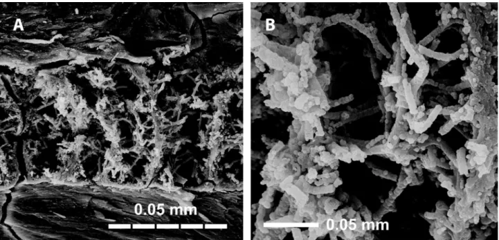 FIGURE 2. Axis mineralization, SEM-micrograph of a longitudinal section of a terminal branch of Eugorgia multifida Verrill, 1868 (YPM 2257b) after maceration in sodium hypochlorite; A, chambered core with mineralised filaments of  CHAp; B, detail of CHAp m