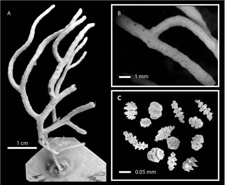 FIGURE 3. Eugorgia alba, holotype: A, colony; B, detail of branches; C, coenenchymal sclerites.