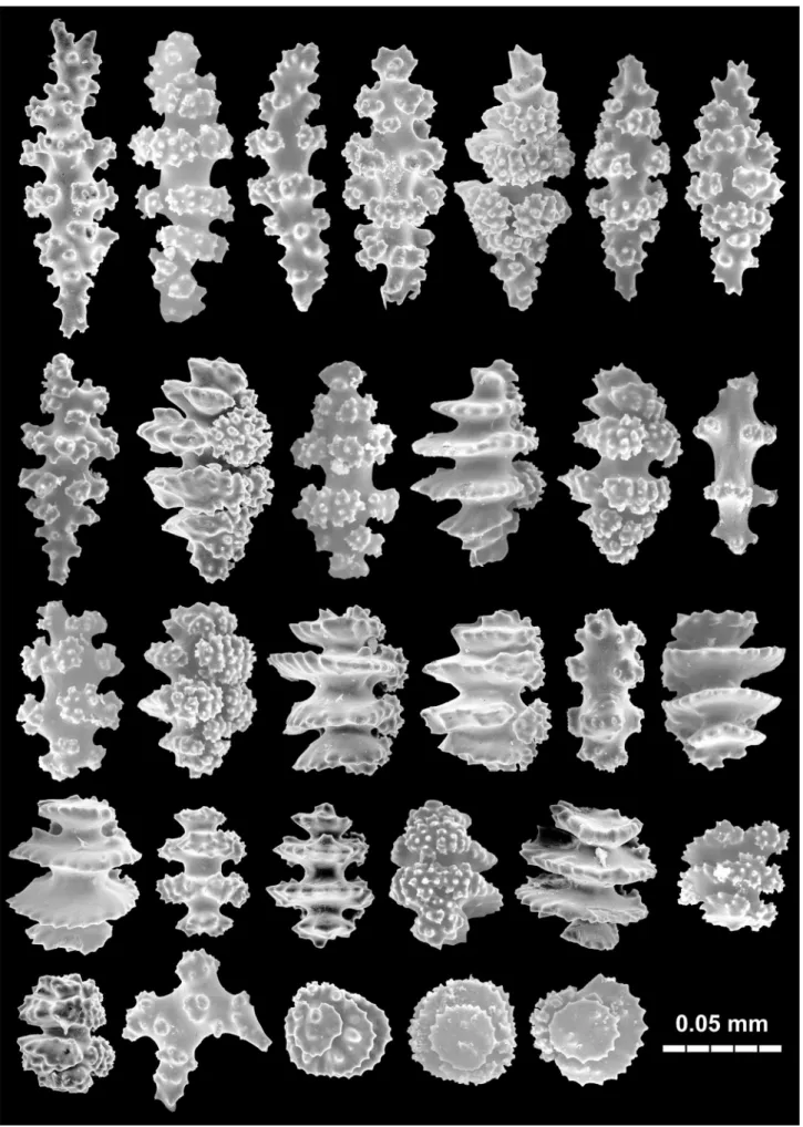 FIGURE 4. Eugorgia alba holotype, coenenchymal sclerites.